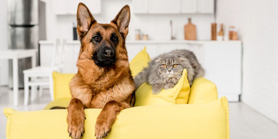 Hund und Katze