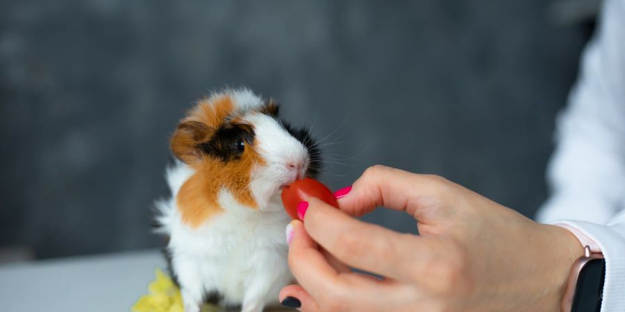 Meerschwein wir mit Tomate gefüttert