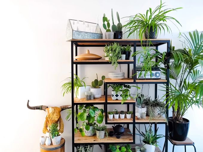 Das Grün verleiht dem Regal einen schmucken Touch. Indoor Gardening, Pflanzen, Innenbereich