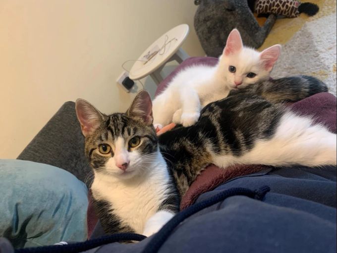 Jetzt hat das Kätzchen ein neues zu Hause gefunden. Zwei Katzen auf Sofa
