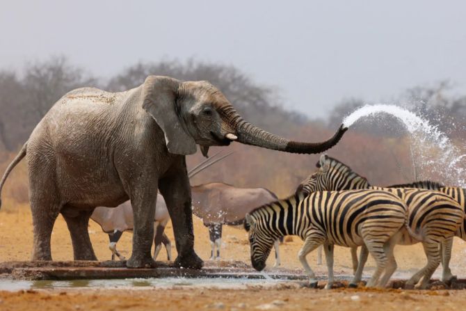 Safari, Elefant, Zebras, Afrika, Safari