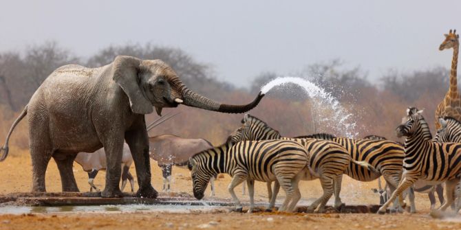 Safari, Elefant, Zebras, Afrika, Safari