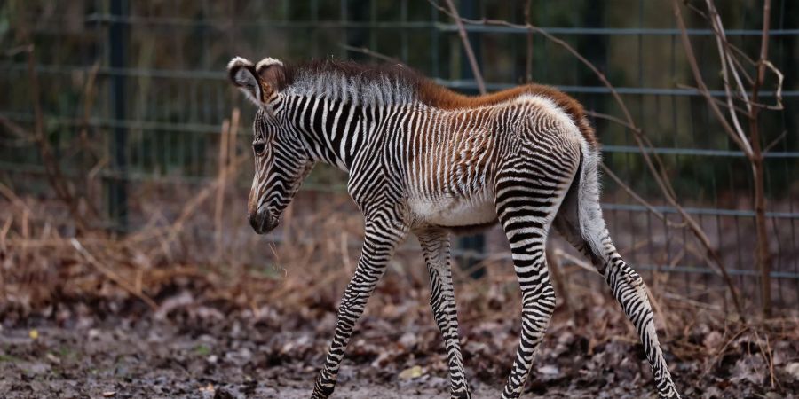 Zebra