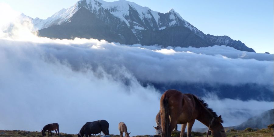 Nepal, Pferde, Berge, Aussicht