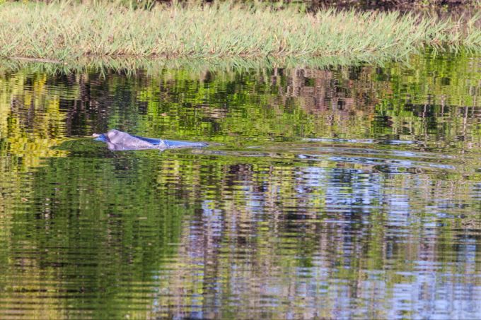 Man könnte ihn auch für eine Seejungfrau halten, in Wirklichkeit ist er ein verwandelter Krieger: der rosafarbene Delfin. Lagune Delfin rosa Urwald