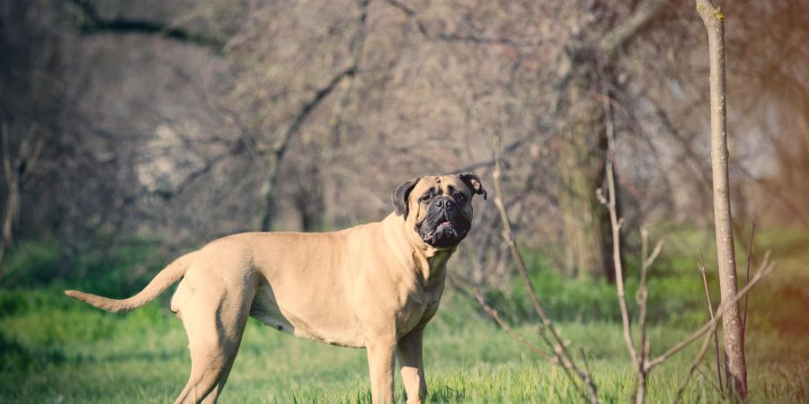 Hund Bullmastiff