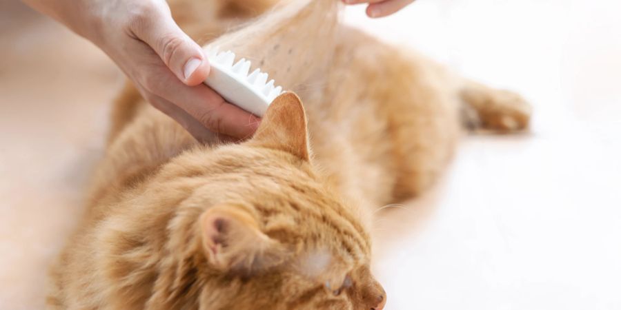 Verstärkter Haarausfall bei Katzen deutet manchmal auf eine Hauterkrankung oder allergische Reaktion hin.