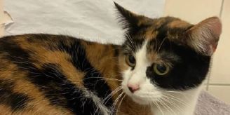 Elf Kaninchen tot - Aargauer Amt rettet 40 Katzen vor Ekel-Tierhaltern