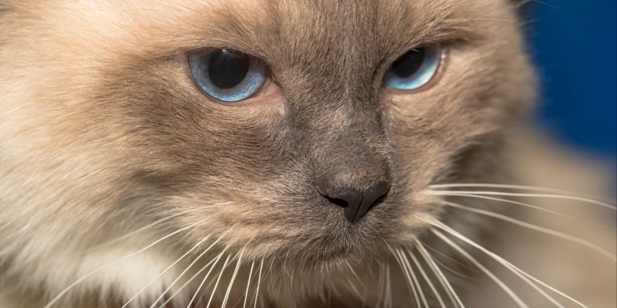 Die Gründe für kürzere Schnurrhaare bei Katzen sind vielfältig.