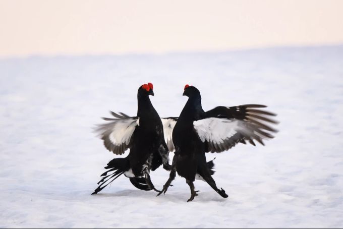 Birkhähne beim traditionellen Balztanz, fotografiert am 23. Mai 2019 in den Waadtländer Alpen. Birkhuhn Birkhähne Balztanz
