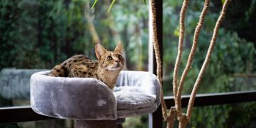 Katze auf Kratzbaum