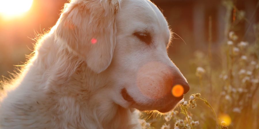 Hund in der Sonne