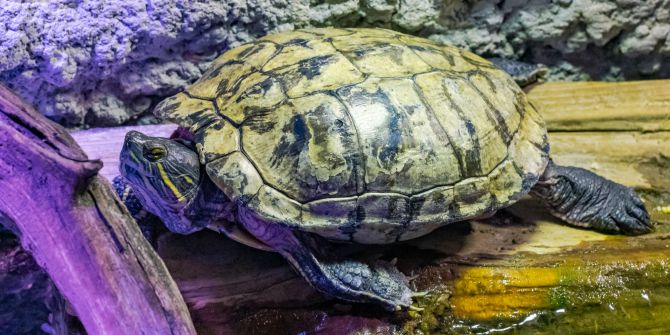 Schildkröte wärmt sich im terrarium