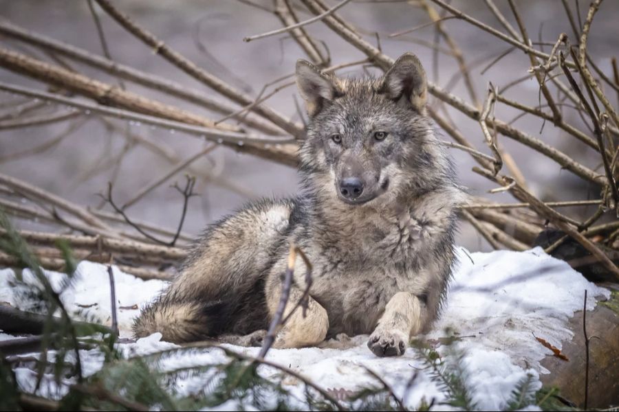 Diese soll im Falle eines Wolfsangriffs die betroffenen Bauern und Bäuerinnen etwa beim Reparieren von Zäunen oder beim Transport von toten Tieren unterstützen.