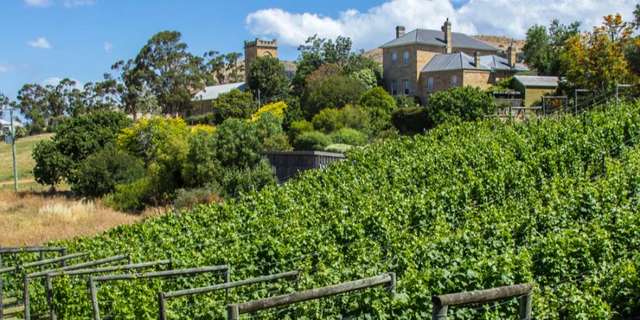 Weinberg Tasmanien Norden Häuser im Hintergrund