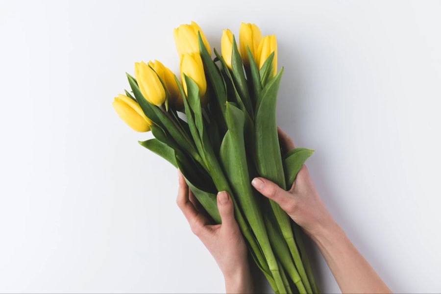 Hände Tulpen gelb