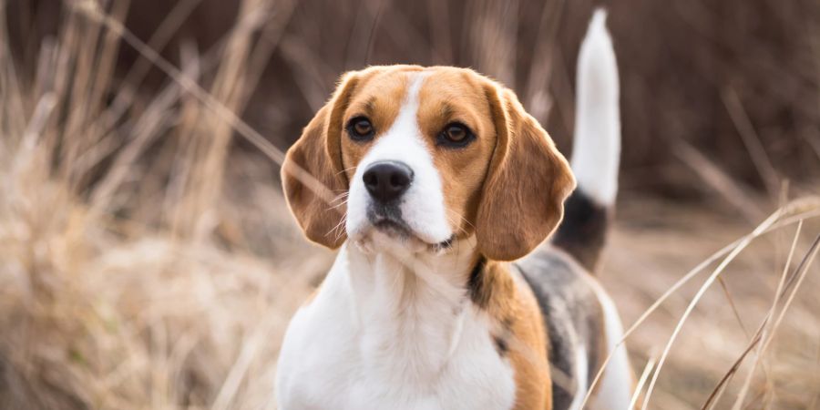 Beagle Hund