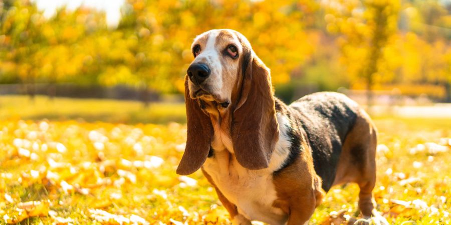 basset hound