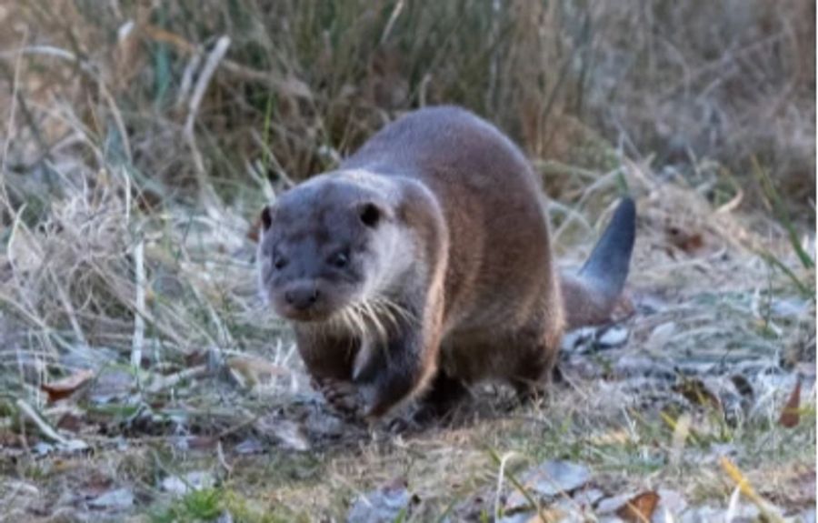 Einer der Fischotter, die ein neues Zuhause im Tierpark kriegen.