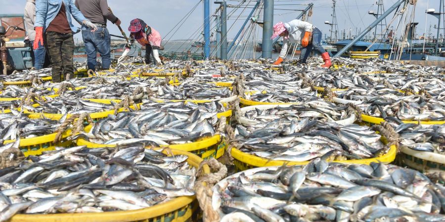 Fischer im Fischereihafen von Xiangzhi in der südostchinesischen Provinz Fujian.