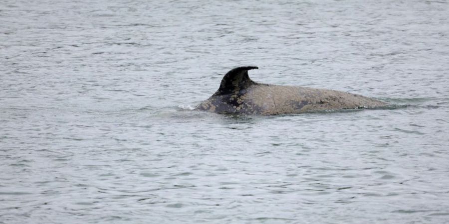 Seine Orca