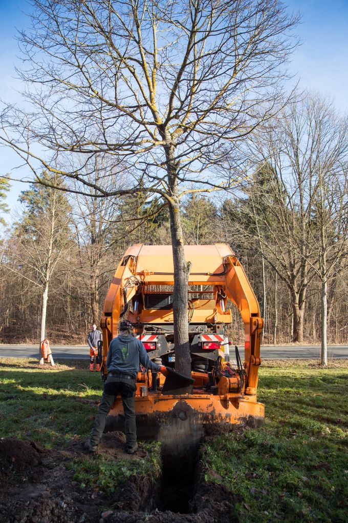 Am neuen Standort darf der Baum nicht tiefer eingepflanzt werden als an seinem alten. So beugt man einem Sauerstoffmangel vor, der den Baum ersticken lassen kann. Baum Loch einpflanzen Wurzeln Arbeiter