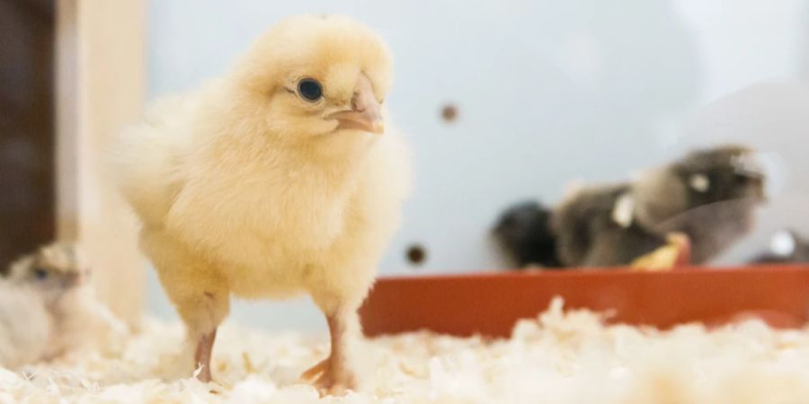 New Castle-Krankheit