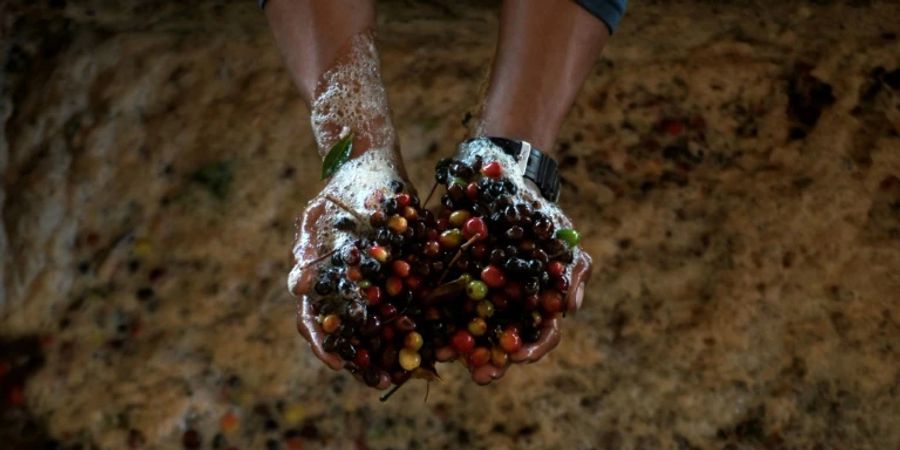 Bauer mit Kaffeefrüchten in Guatemala