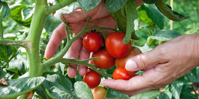 Hände Tomate Pflanze Staude