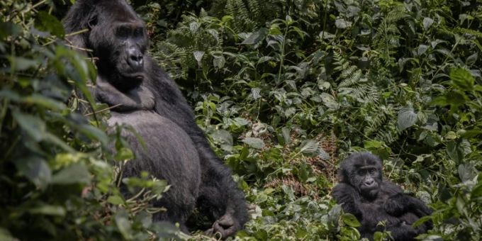 Gorillas sind bedroht Gorillas sind bedroht