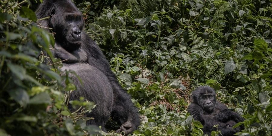 Gorilla im Wald