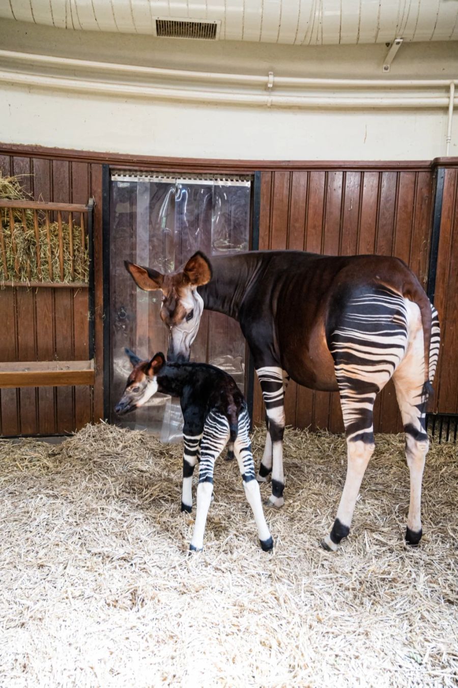 Die Okapis sind stark bedroht.