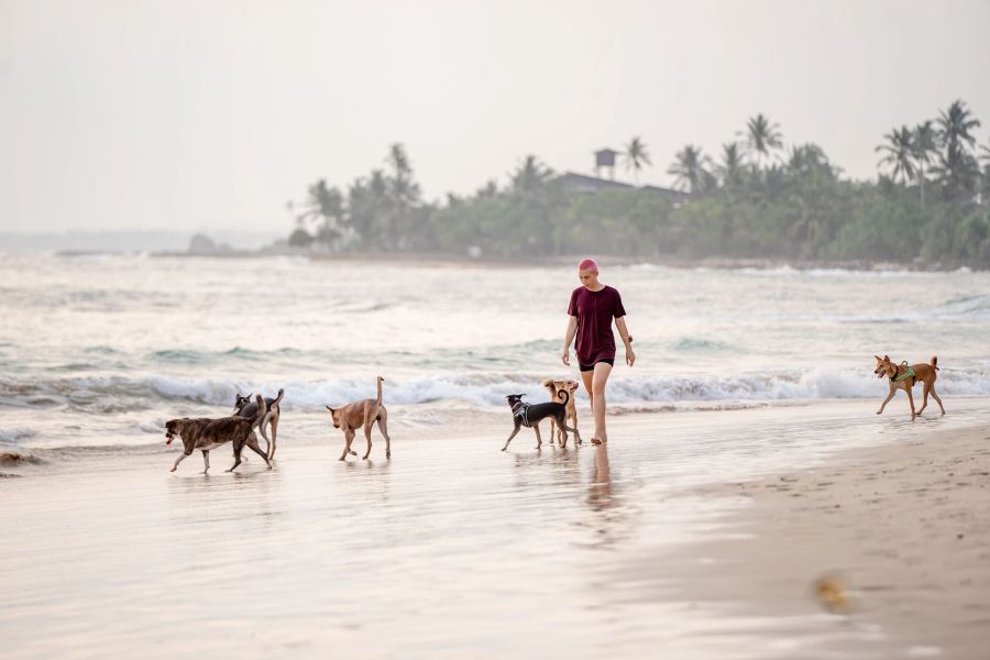 Frau Hunde Strand Tropen