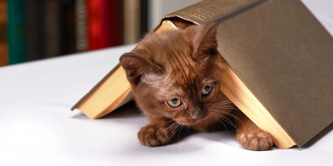 Katze unter einem Buch. Katze unter einem Buch. Sym