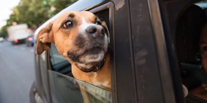 Hund Fenster Auto Strasse