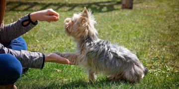 Hundeschule Hund Frau Rasen Leckerli