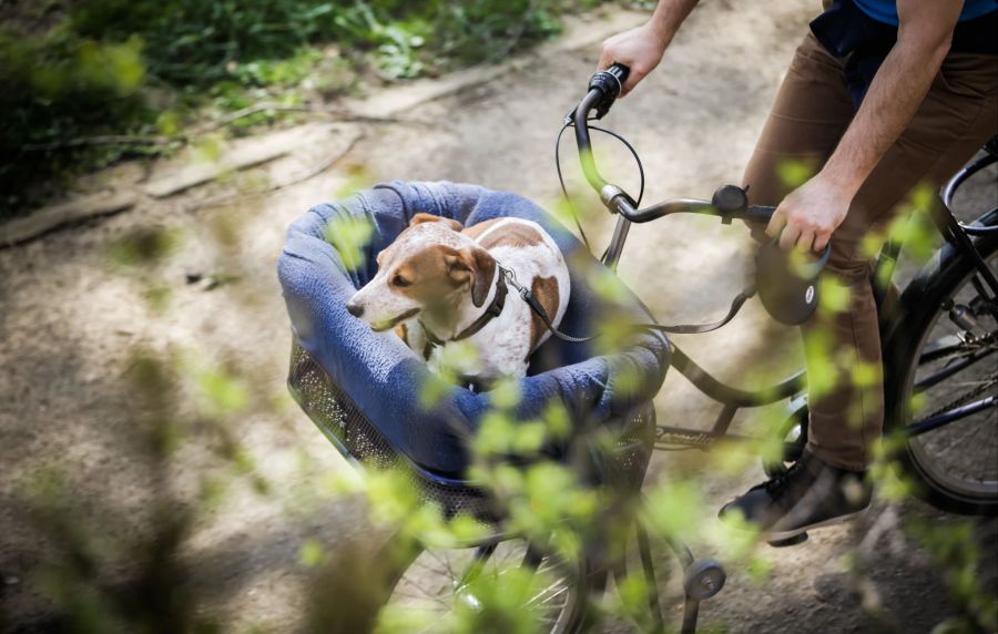 Velokorb Velo Hund Strasse Pflanze