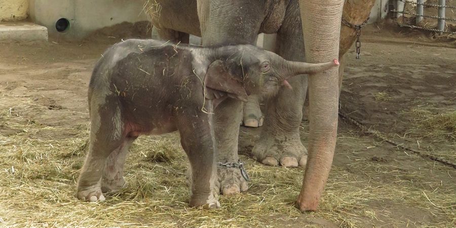 Elefantengeburt in Knies Kinderzoo