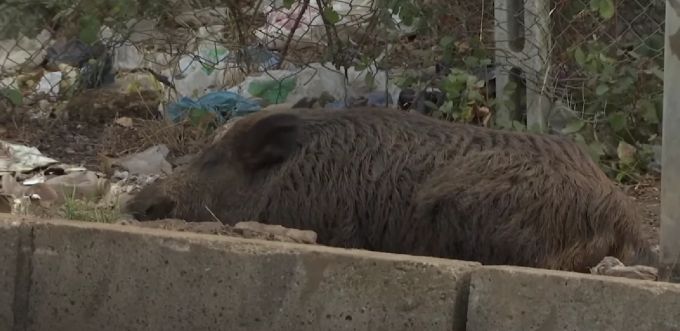 wildschwein