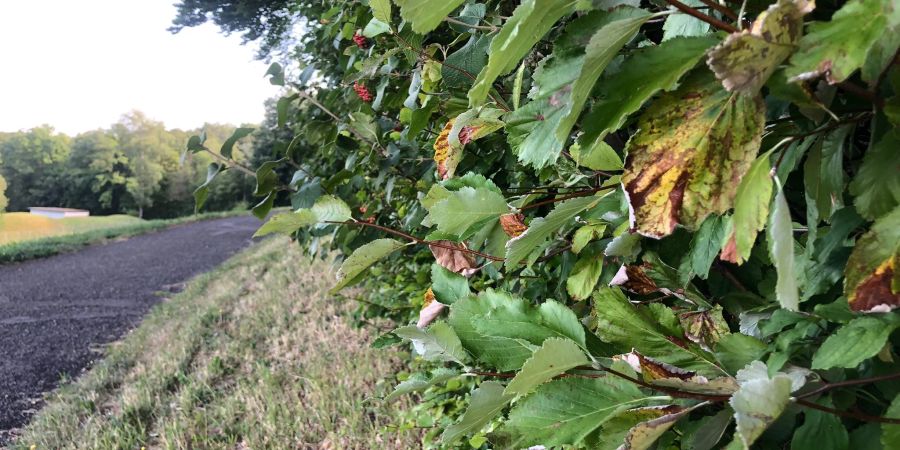 Viele Blätter sind schon braun – wie hier in Urdorf ZH.