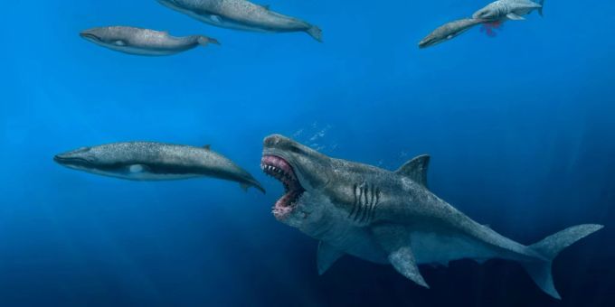 Der Megalodon war vermutlich der Spitzenprädator seiner Zeit. Megalodon