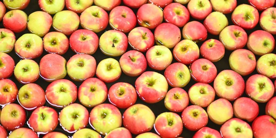 Äpfel der Sorte Elstar schwimmen im Grossmarkt Salem-Frucht in Baden-Württemberg in einer Wasserstrasse.