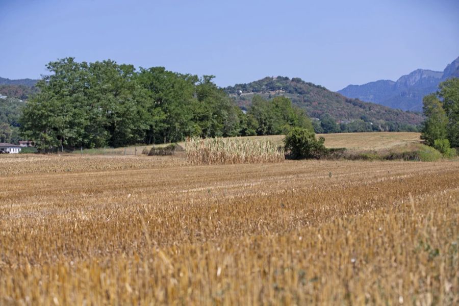 Für die Landwirtschaft sind die anhaltende Trockenheit und Hitze ebenfalls ein Problem.