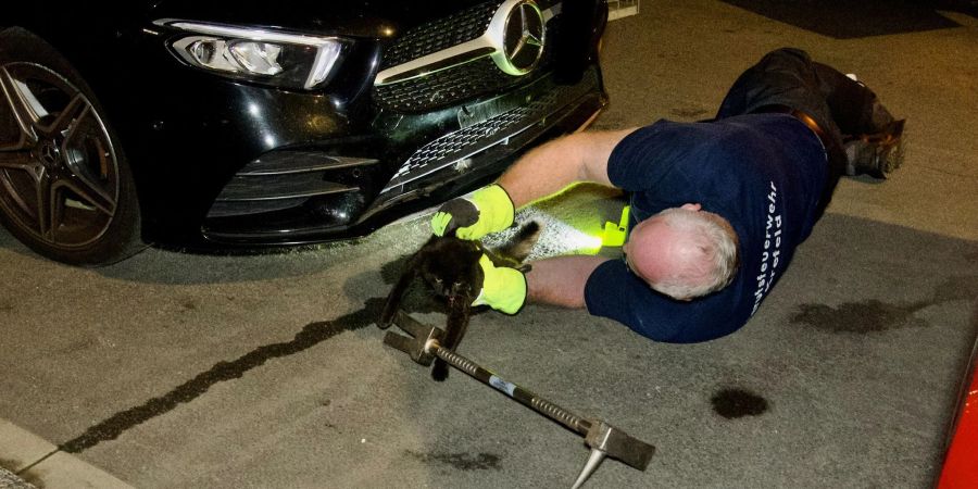 Rettung für die eingesperrte Katze in Krefeld: Ein Feuerwehrmann holt sie aus dem Motorraum.