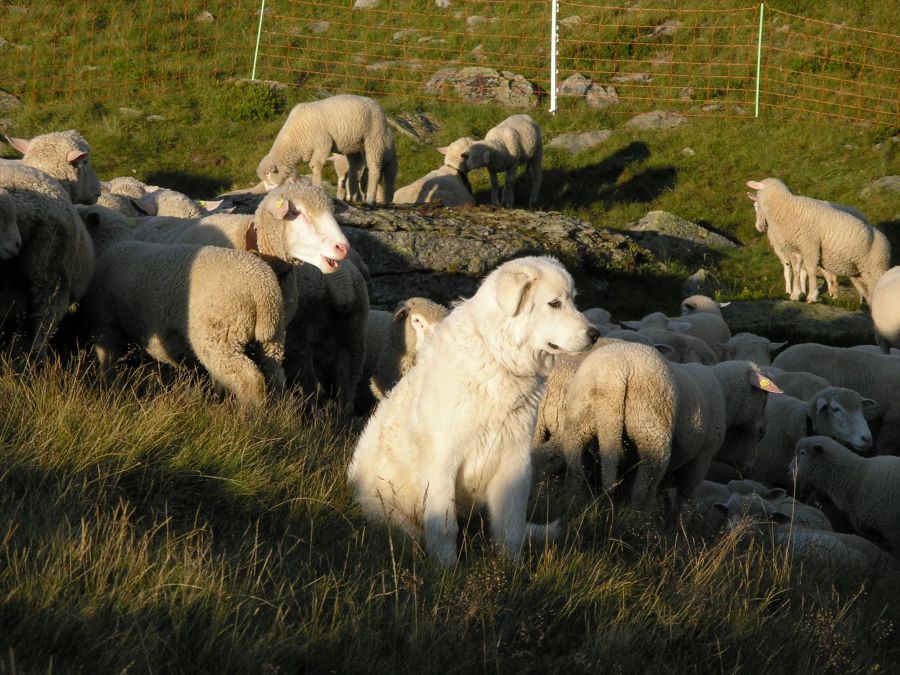 Zum Schutz von Rind werden die Hunde in der Schweiz bislang noch selten eingesetzt.