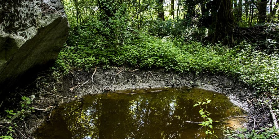 Der WWF Schweiz ruft die Nationalbank und die Finanzmarktaufsicht (Finma) dazu auf, den Natur- und Klimaschutz in ihrer Politik stärker zu gewichten. (Archivbild)