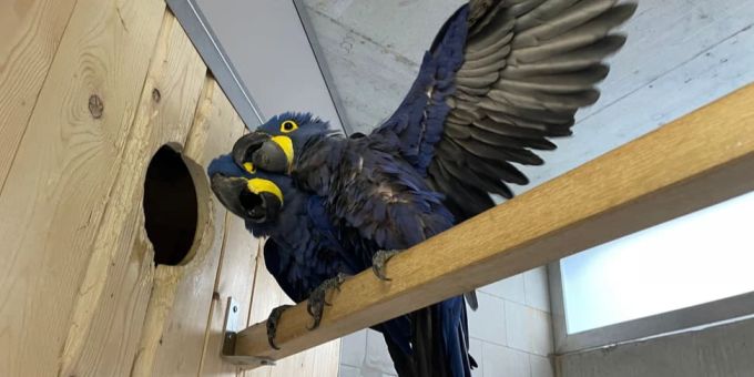 Zoo - Zoo Zürich freut sich über Zuchterfolg bei  Hyazintharas