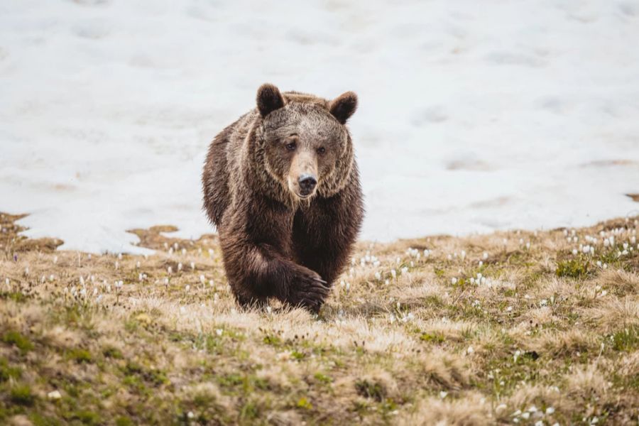 bär