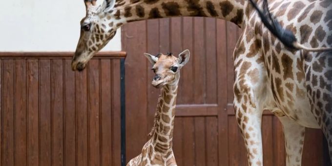 Tufani kam am 2. September im Basler Zolli auf die Welt. zoo basel