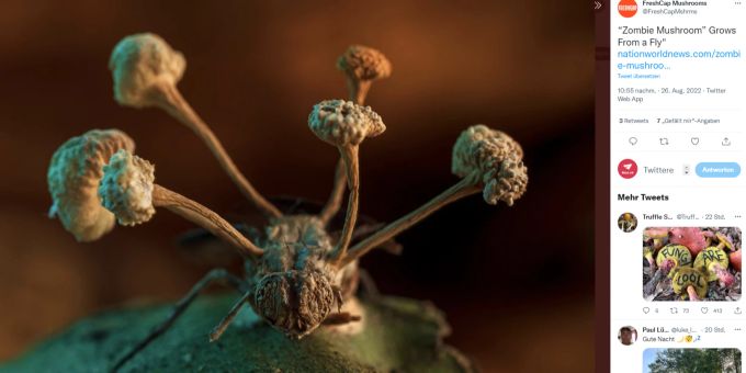 Der «Zombie-Pilz» wächst aus dem Körper der Fliege heraus, nachdem er sie in eine günstige Position manövriert hatte. Jetzt sucht er einen neuen Wirt für seine Sporen. Pilz